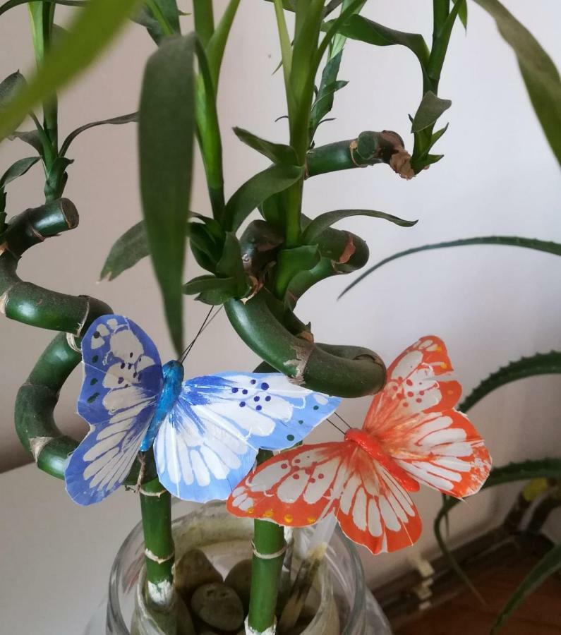 Apartman Betty Sibenik Luaran gambar